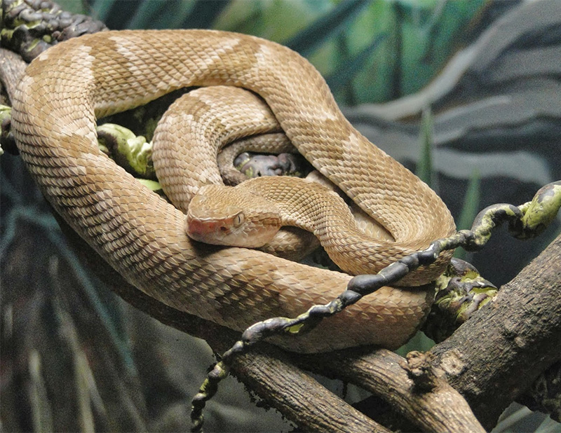 jararaca-ilhoa-ilha-das-cobras