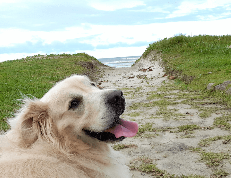 turismo-pet-friendly-praia