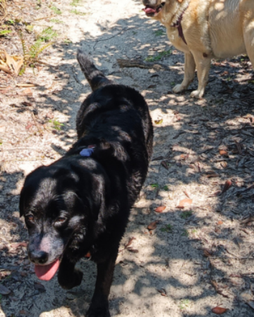Pet Adventure
